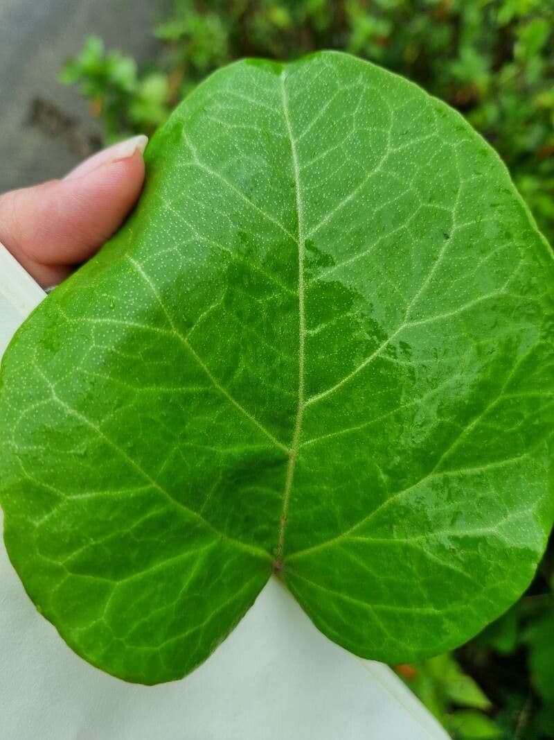 Croton 4