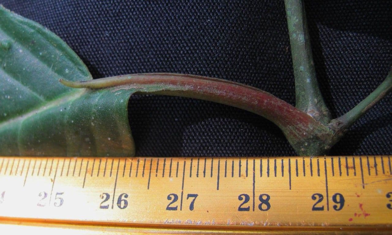 Langstieliger Pfeffer 17