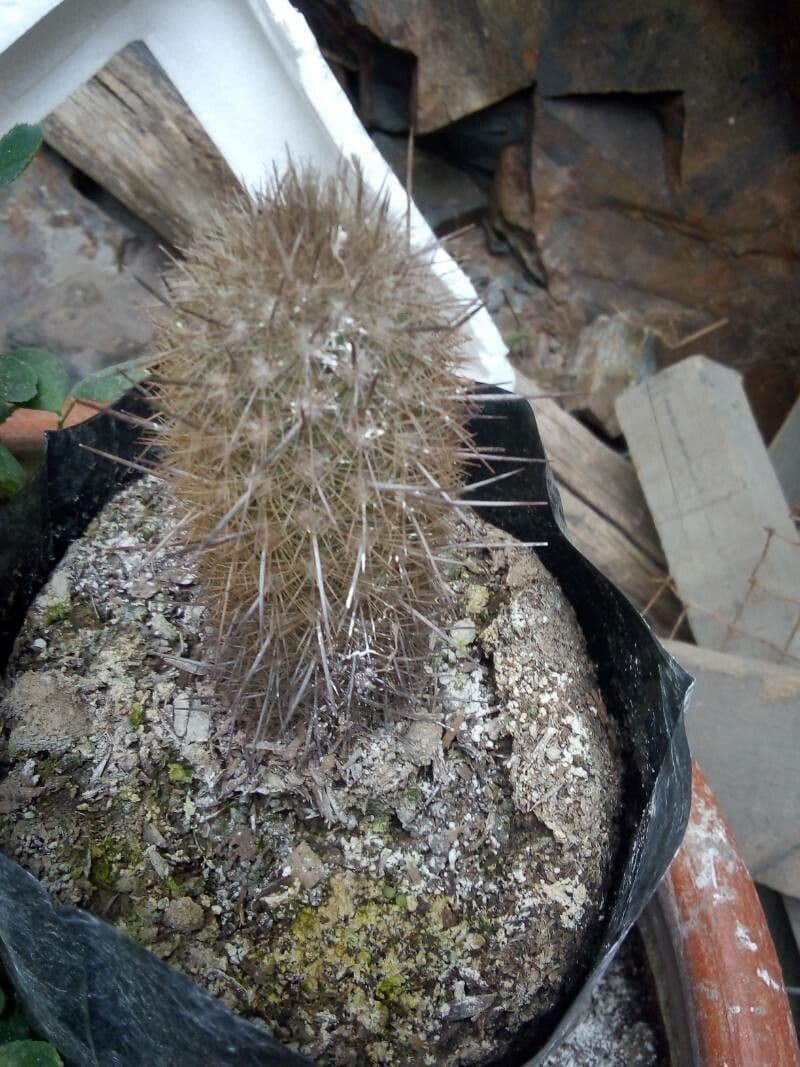 Espostoa Blossfelda
