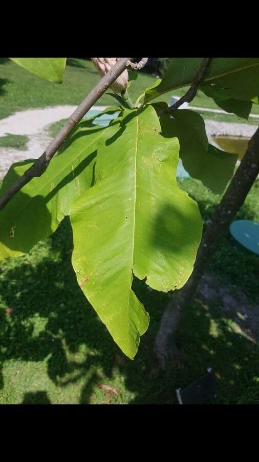 Magnolia acuminata 18