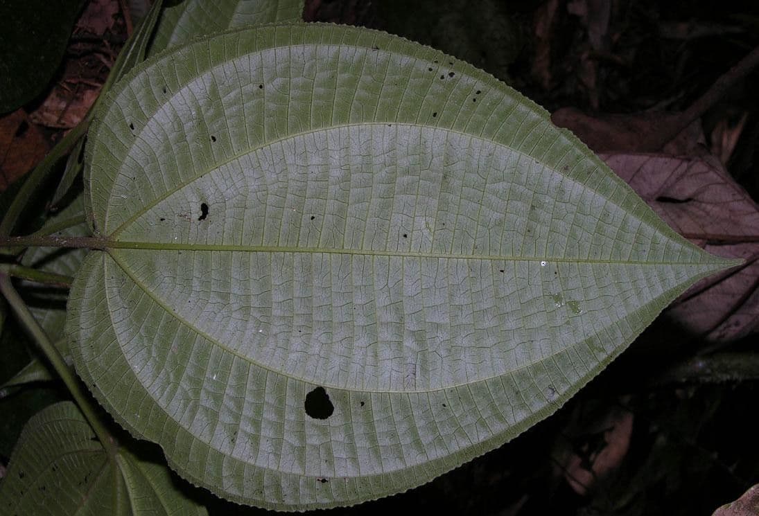 Miconia 13