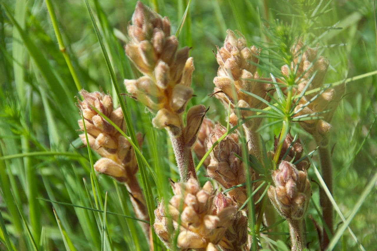 Succiamele garofanato 3