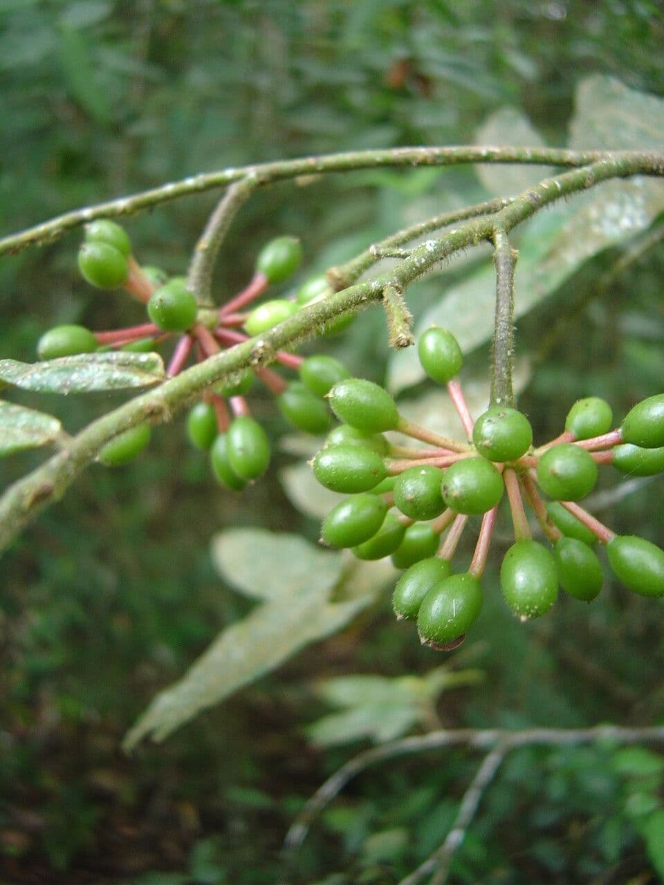 Guatteria