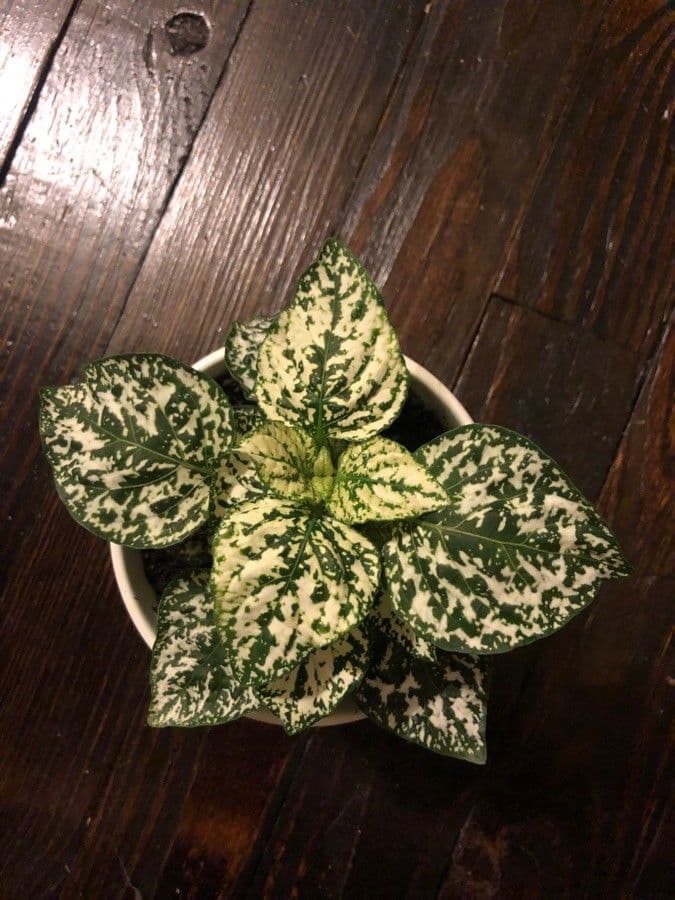 Hypoestes 25