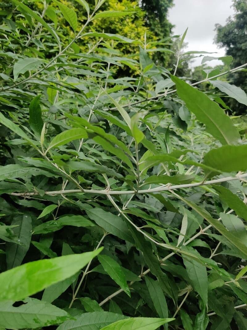 Buddleja asiática 18