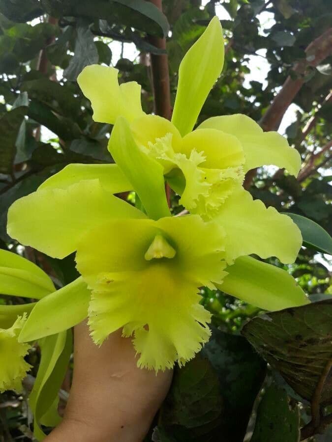 Vaniglia pompona 6