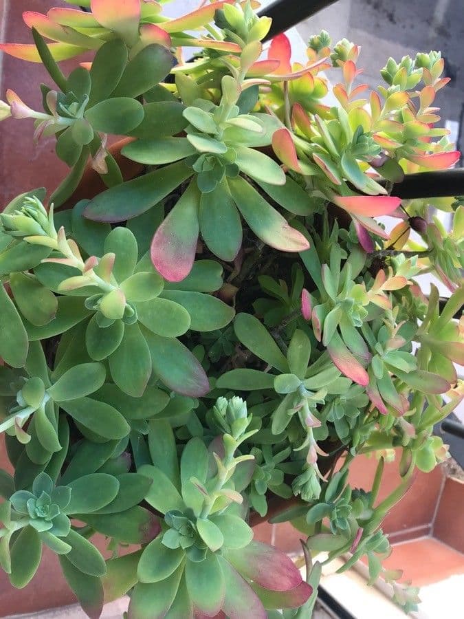 Sedum 13