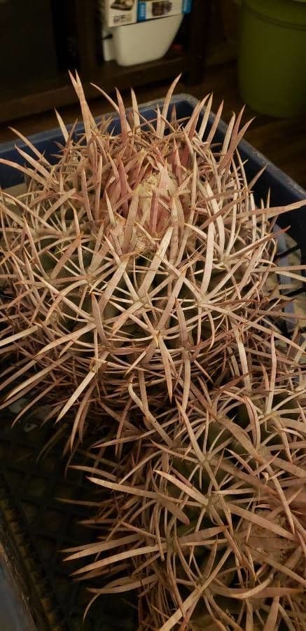 Cactus barile di Leconte 18