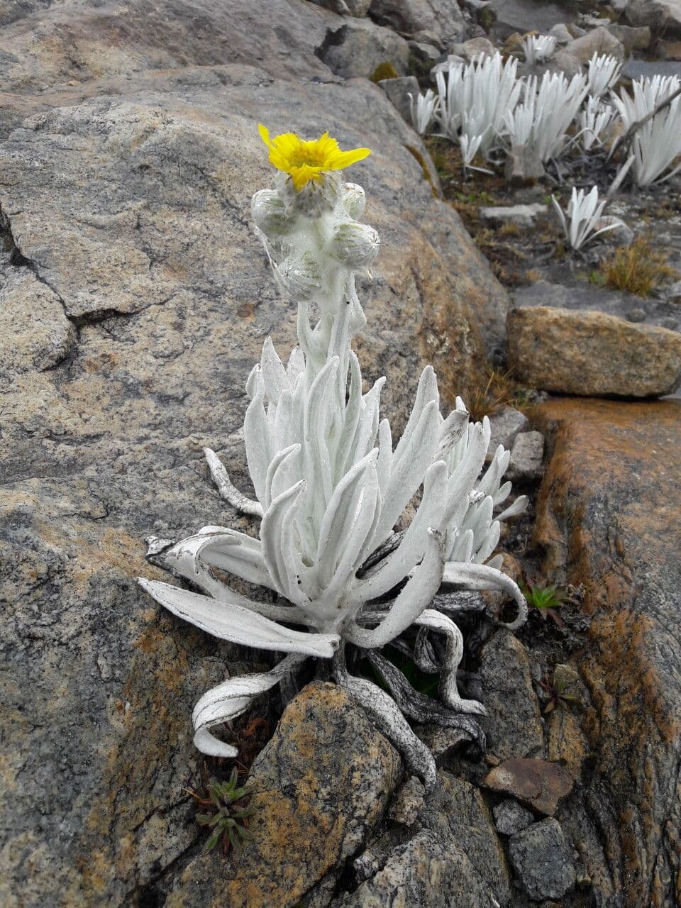 Senecio 10