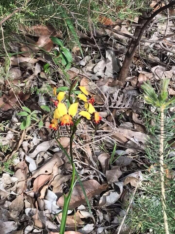 Diuris 3