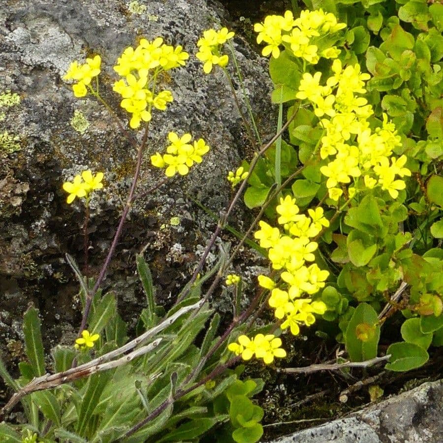 Biscutella arvernensis 5