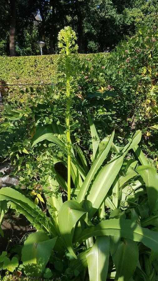 Eucomis 17