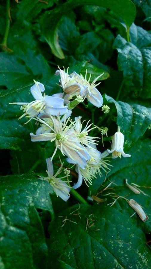 Clematide virginiana 9