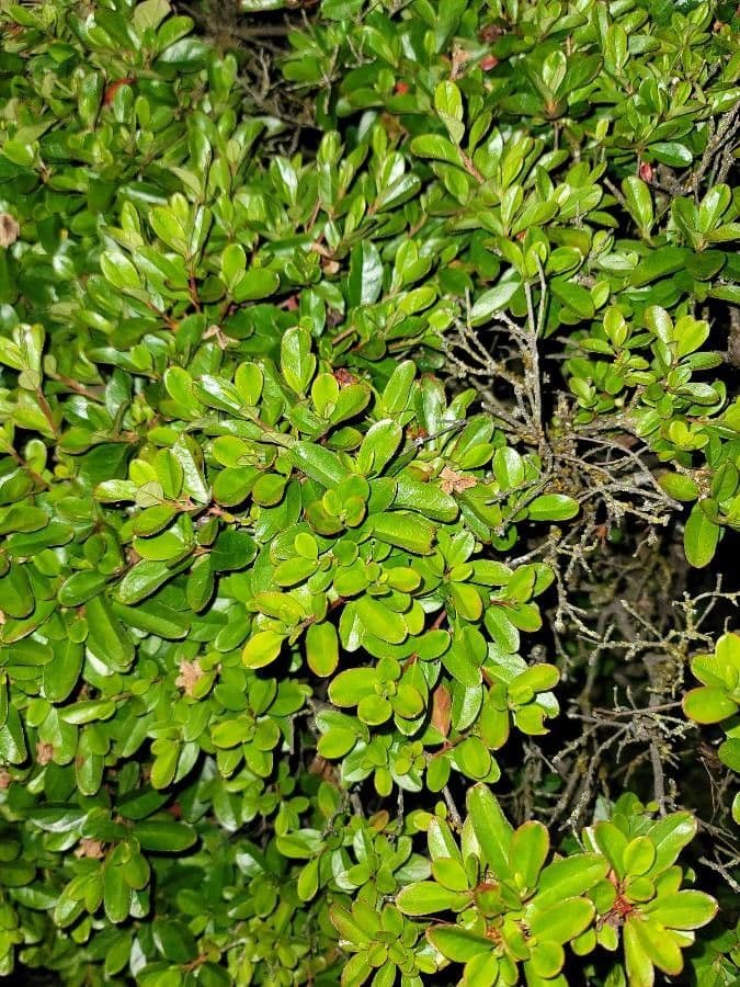 Myrsina africká 9