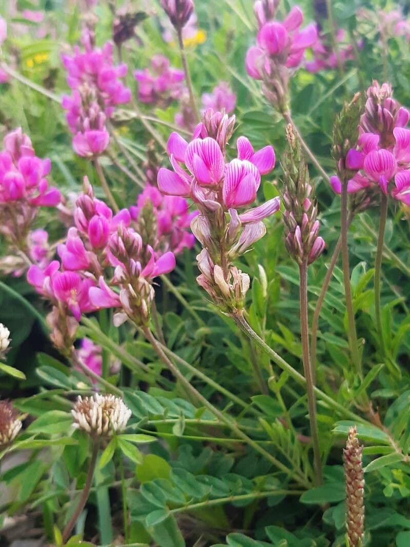 Onobrychis 6