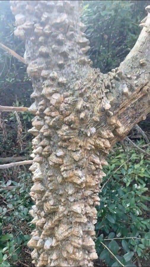 Zanthoxylum clava-herculis 17