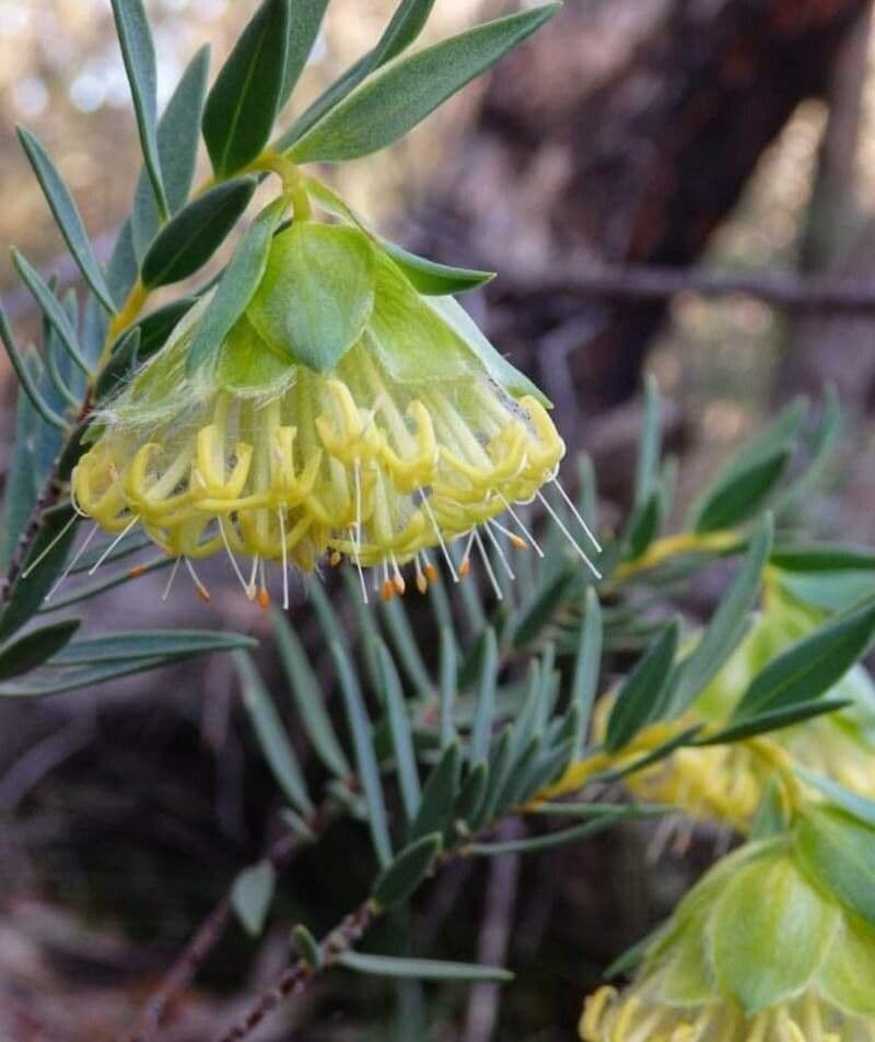 Pimelea suaveolens