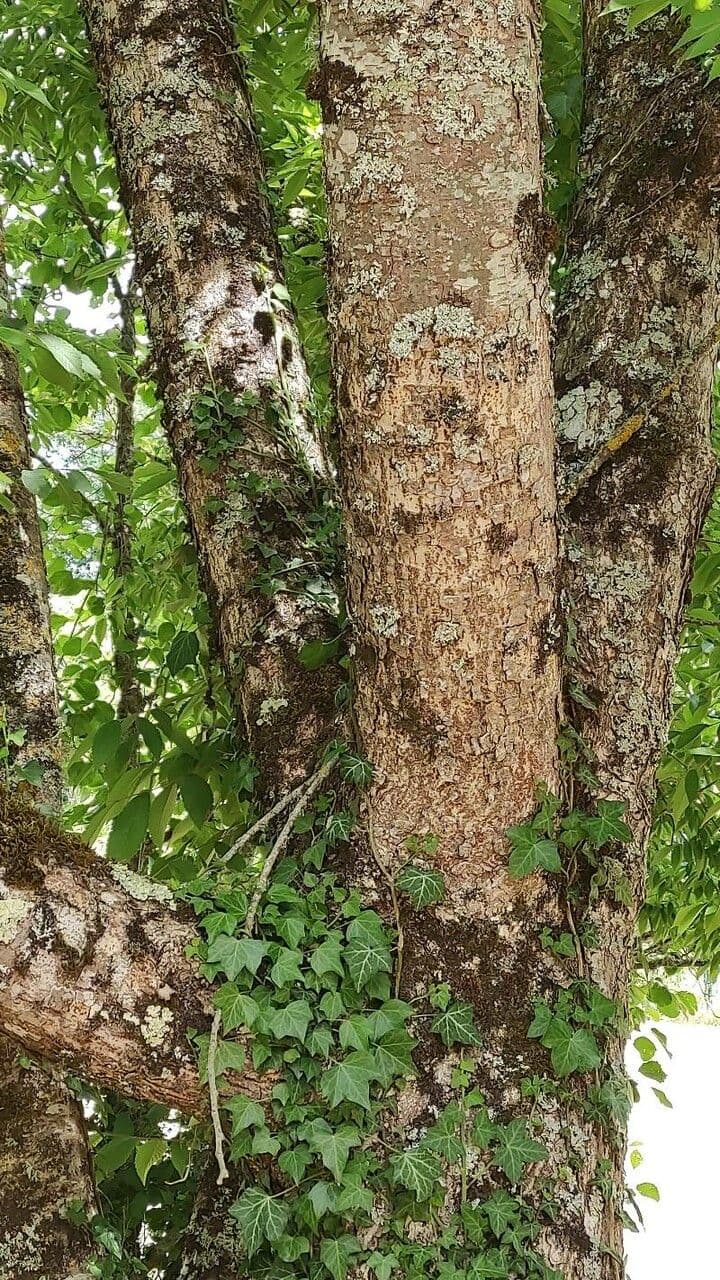 Zelkova 12
