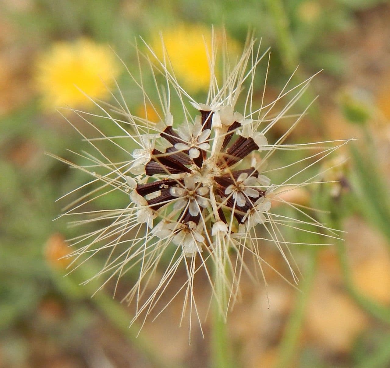 Krigia virginiana