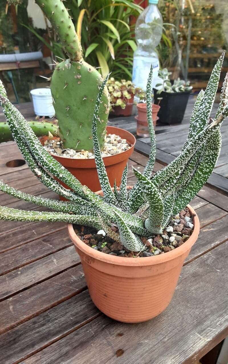 Gasteria 17