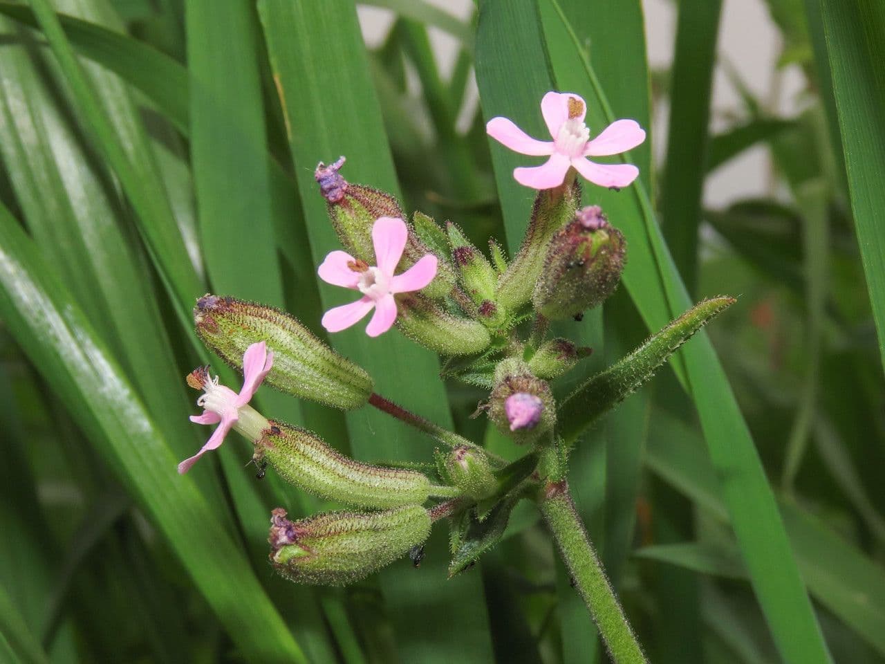 Catchfly parduzco 4