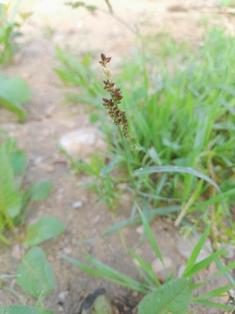 Arrocillo 30