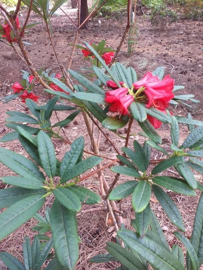 Rododendron 12