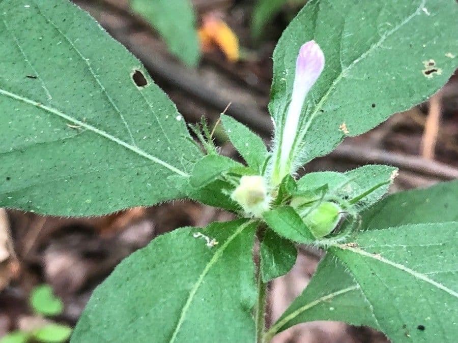 Ruellia 6