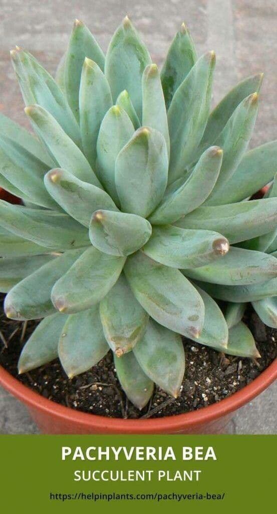 Pachyphytum 10