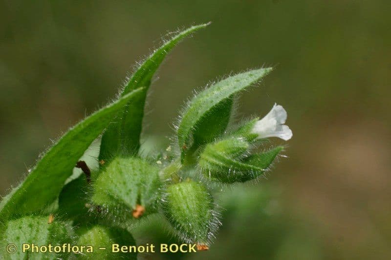 Nonea 21