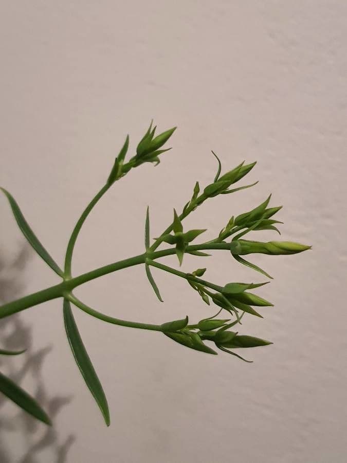 Kalanchoe 19