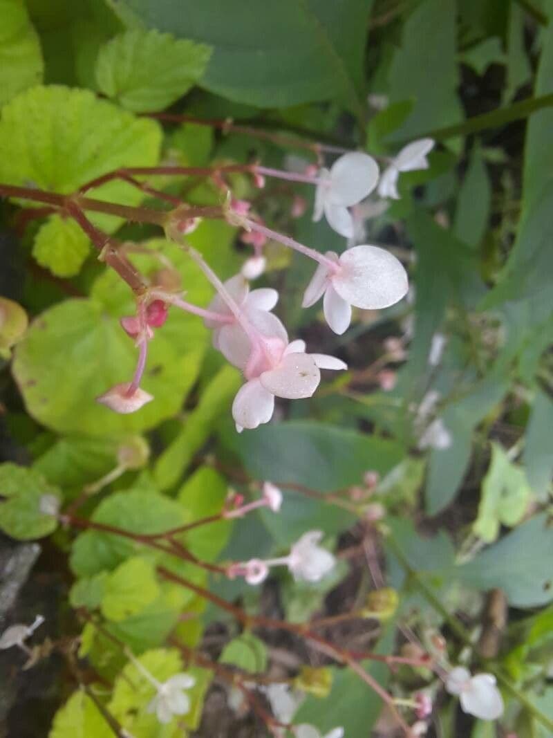 Begonia