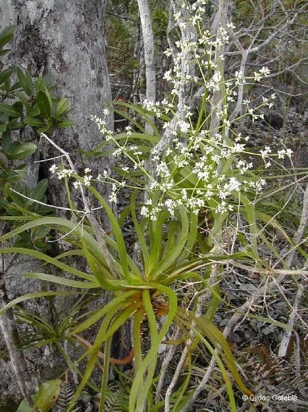 Lomandra insulare 13