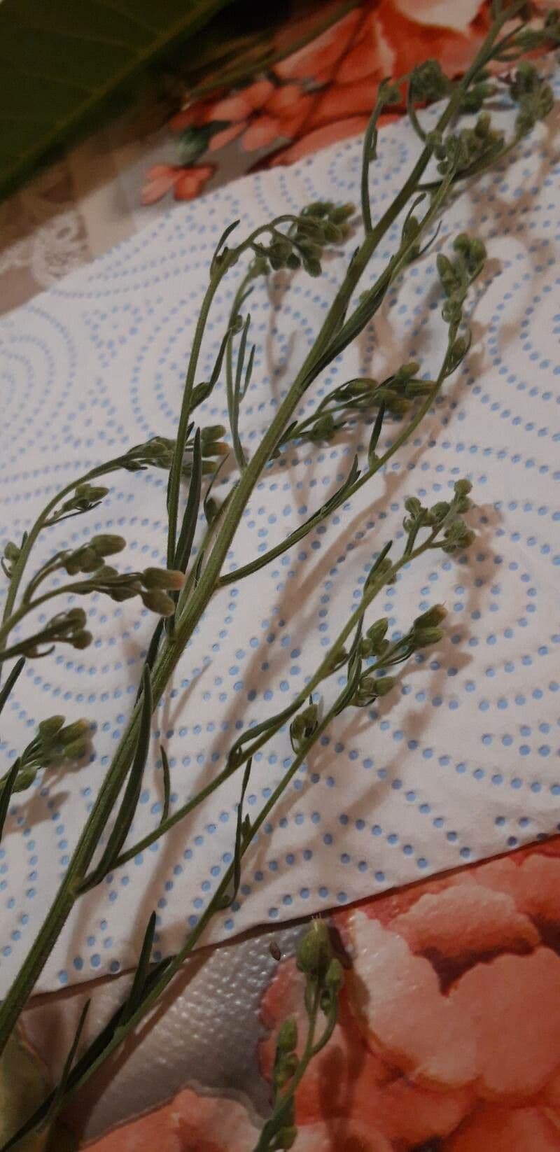 Senecio dei boschi 24