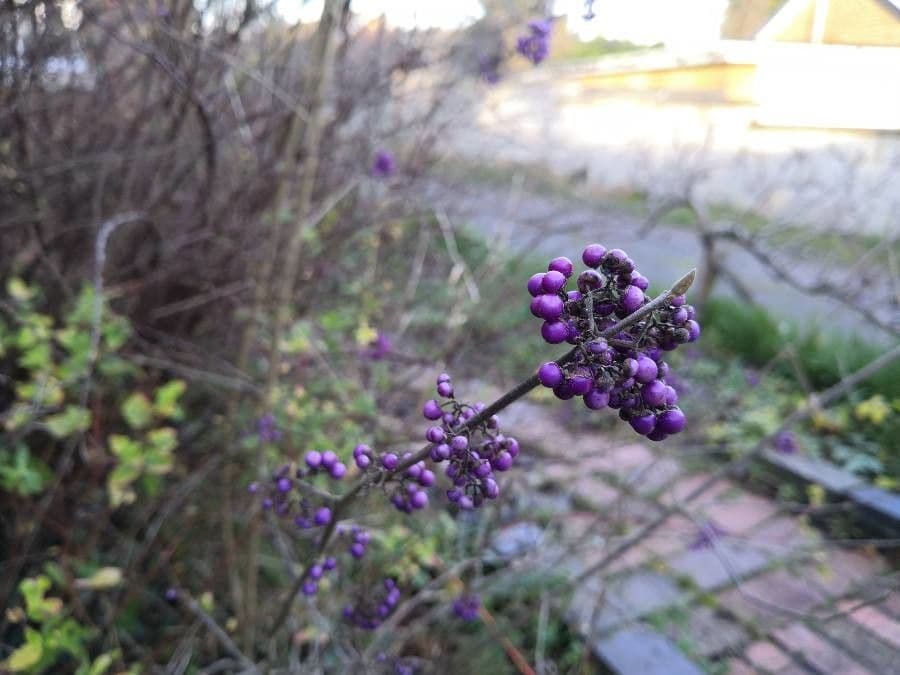 Callicarpa giapponese 3