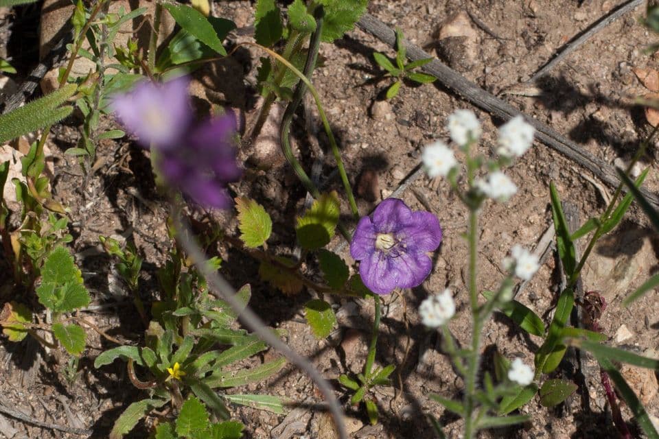 Großblütige Phacelia 10
