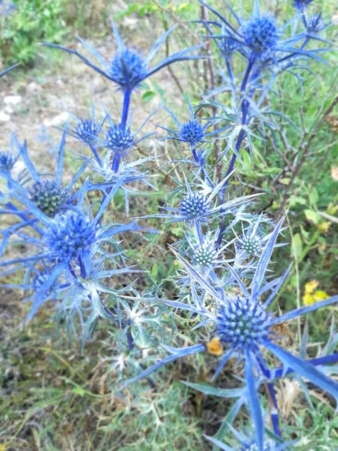 Panicaut d'améthyste 17