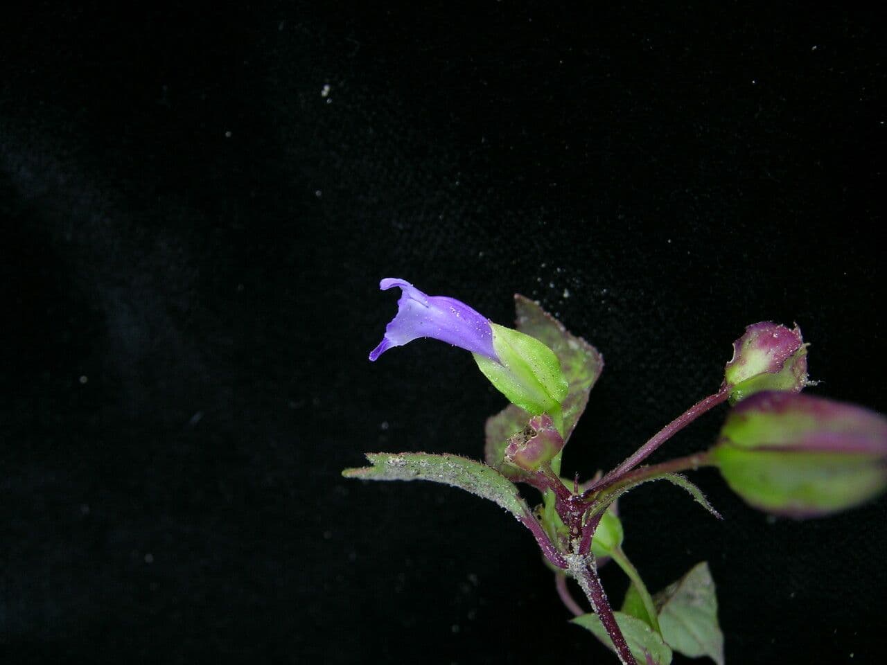 Torenia violacea 4