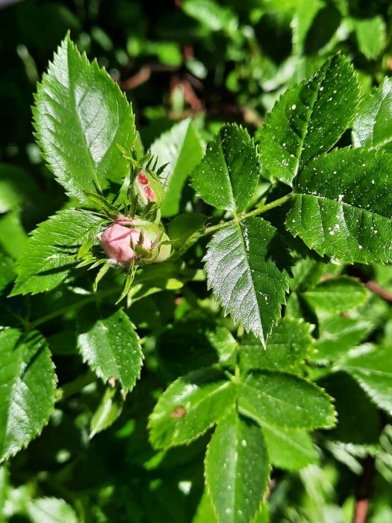 Rosa selvatica comune 28