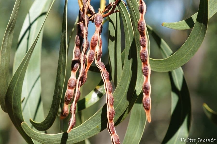 Mimosa dorata 2