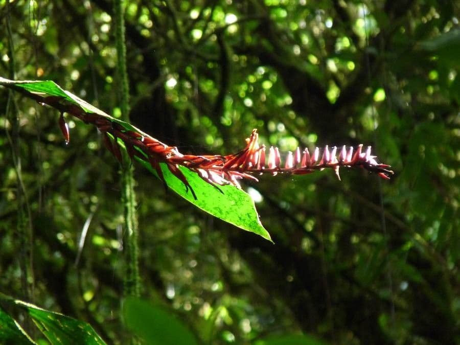 Pitcairnia