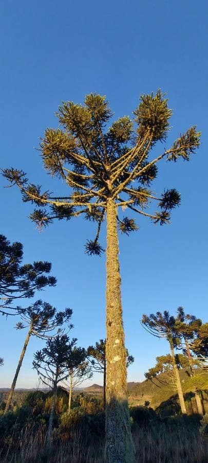 Araukaria wąskolistna 11