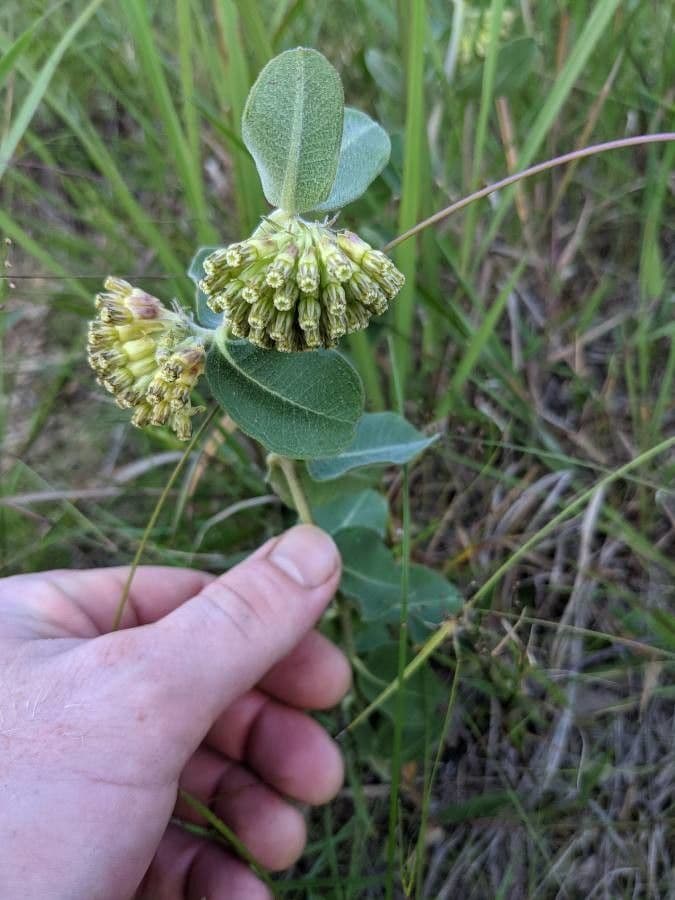 Asclépiade à fleurs vertes 10