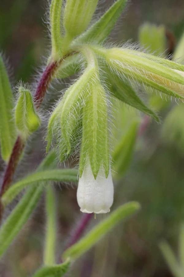 Onosma