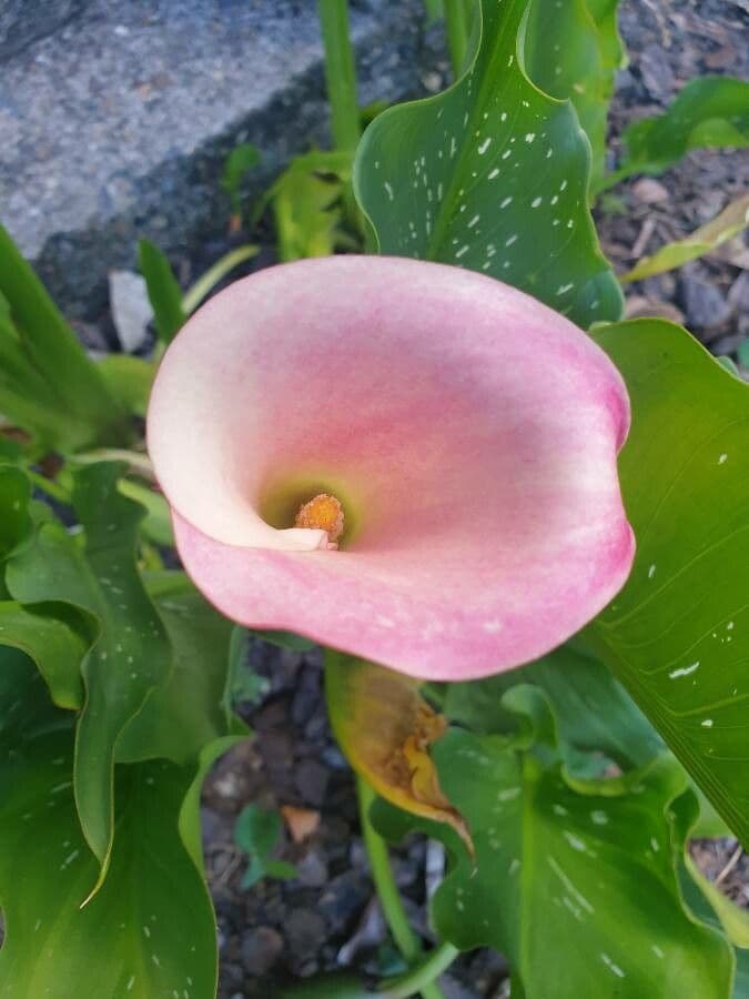 Calla 4