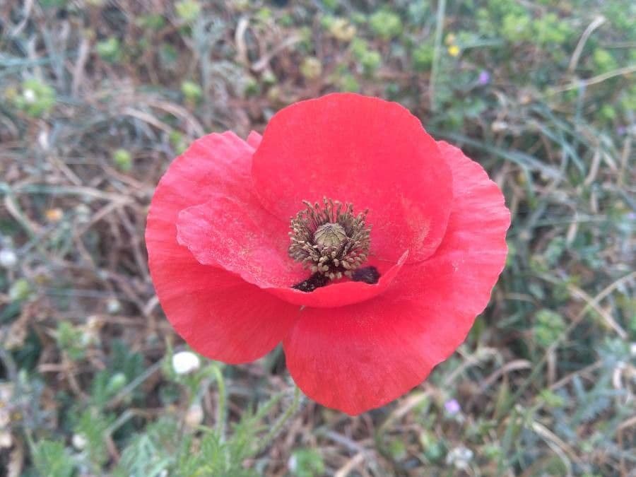 Sand-Mohn 10