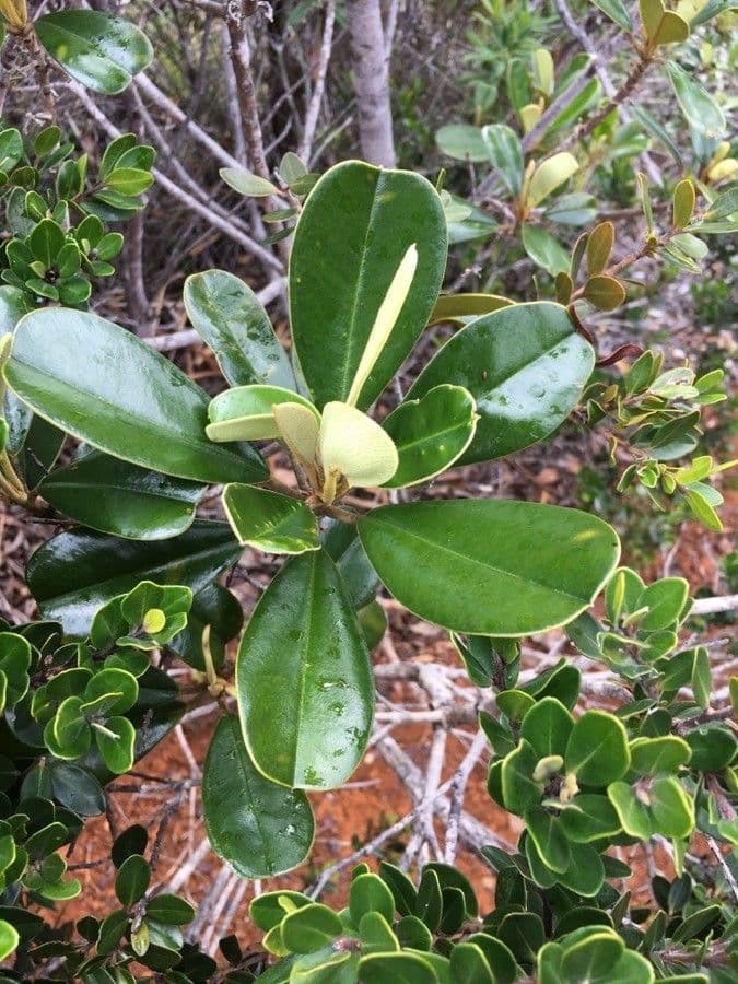 Solmsia calophylla 17