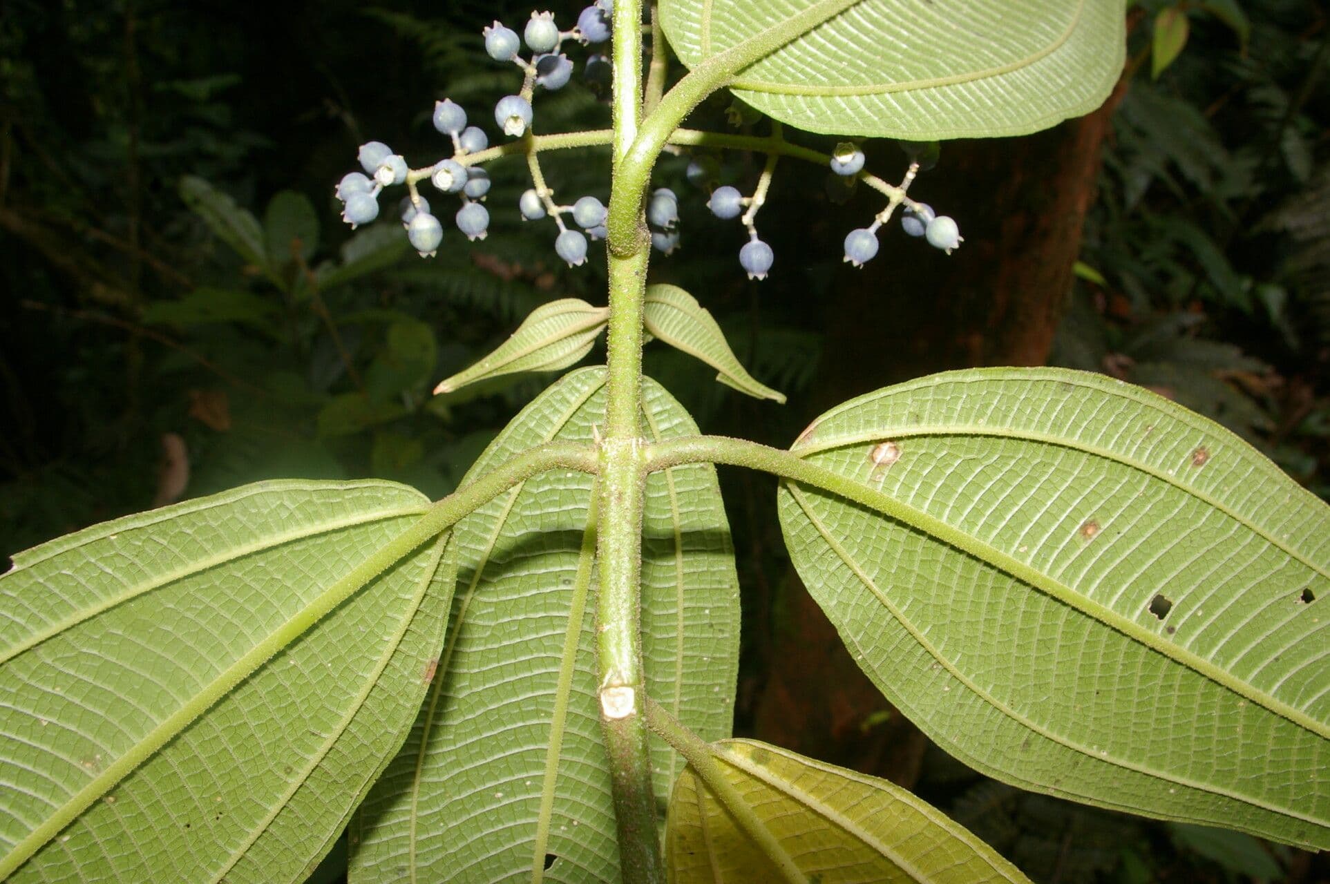 Miconia 2