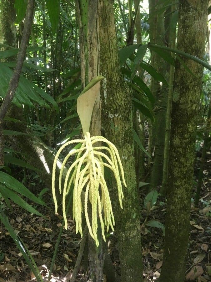 Warziger Philodendron 2