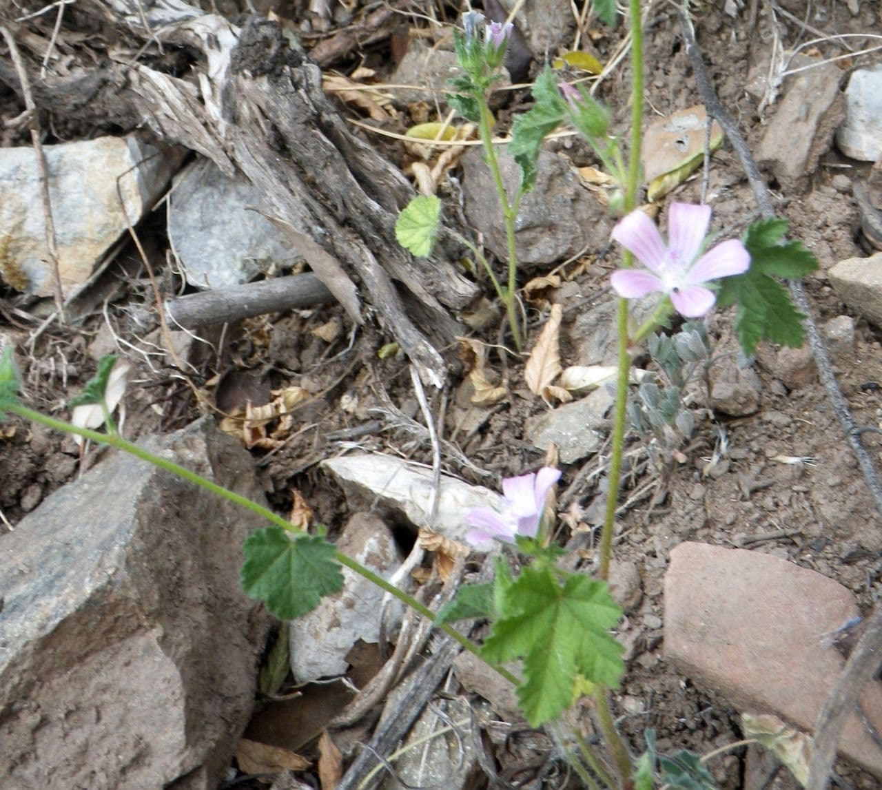 Malva di Creta 9